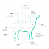 Lamb meat and cuts